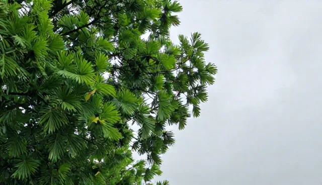 定制化软件选型中的常见误区与正确理解